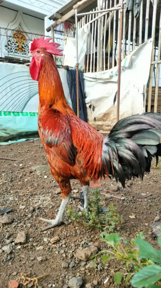 Ayam Pelung Jantan Dewasa