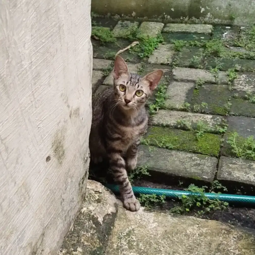 Open Adopt Kucing Mujair Udah Vaksin