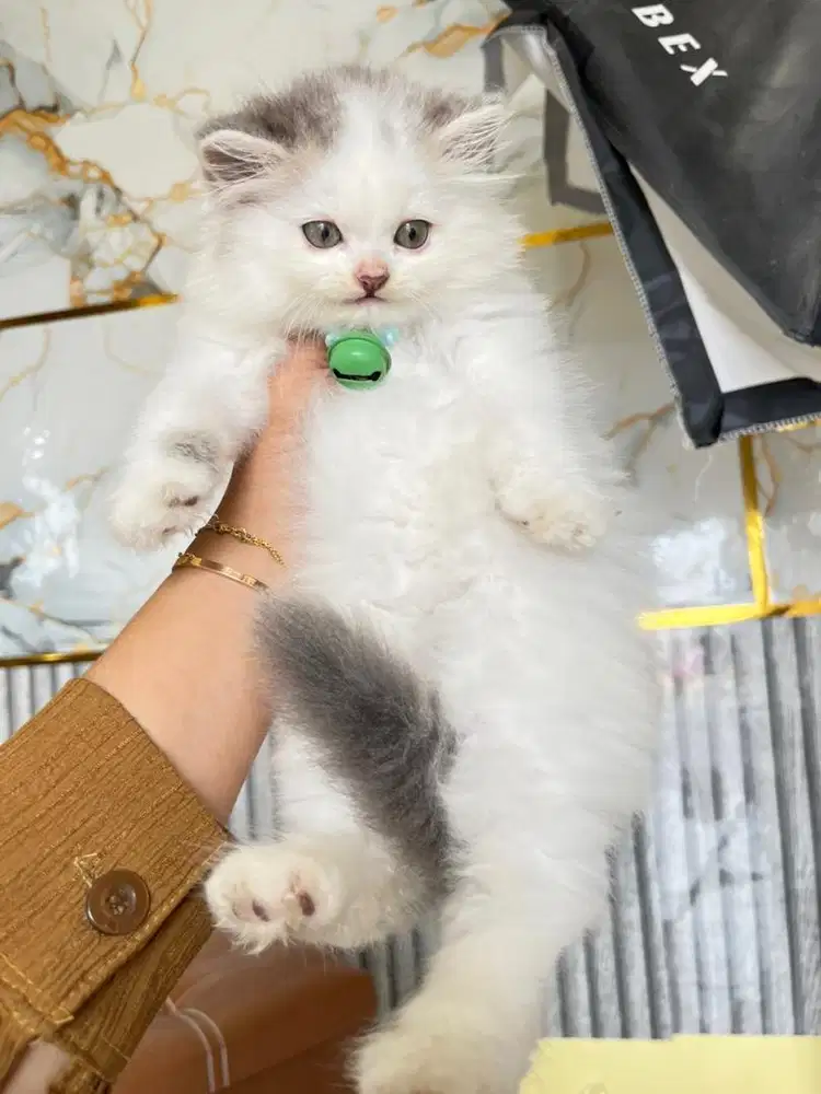 Persia longhair super gemoy warna limited