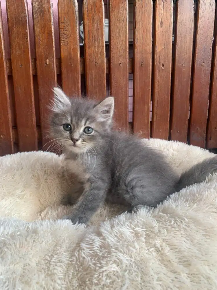 KITTEN PERSIAN LONGHAIR FLATNOSE BULU KAPAS