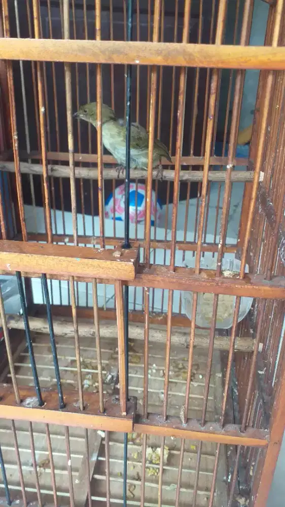 Burung planduk semak