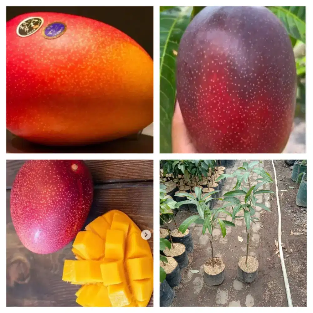 Bibit mangga miyazaki