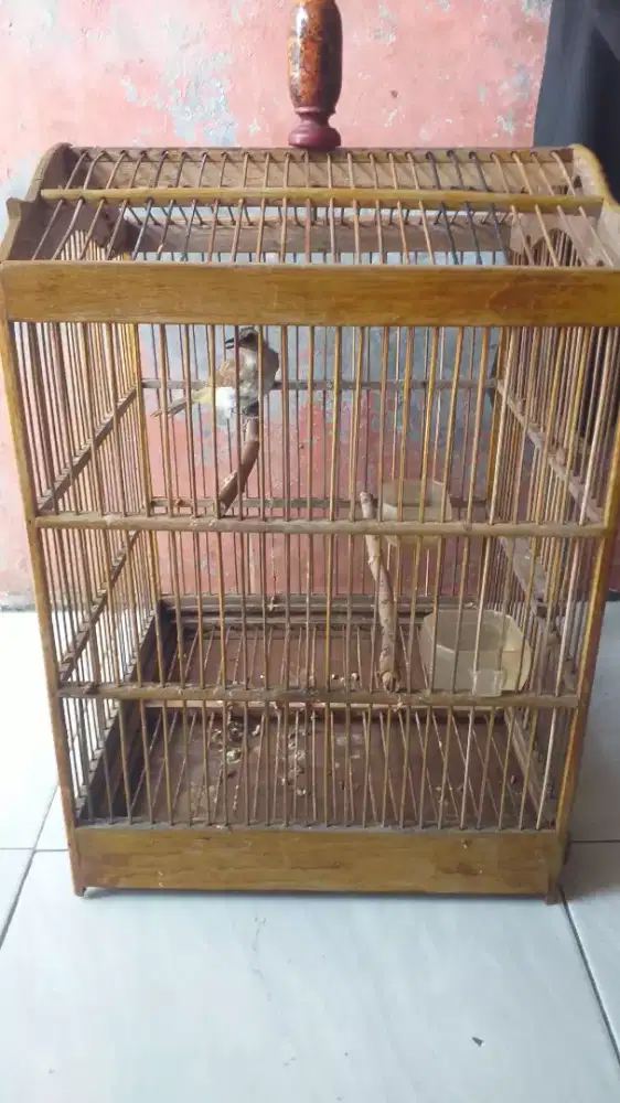 Burung trucukan fs