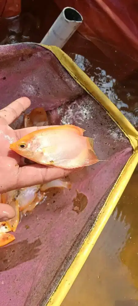 Jual bibit gurame padang ukuran 3 jarian minat WA gan