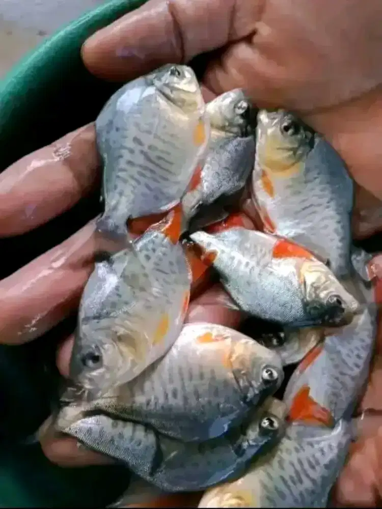 Jual bibit ikan bawal ukuran korek minat WA  gan