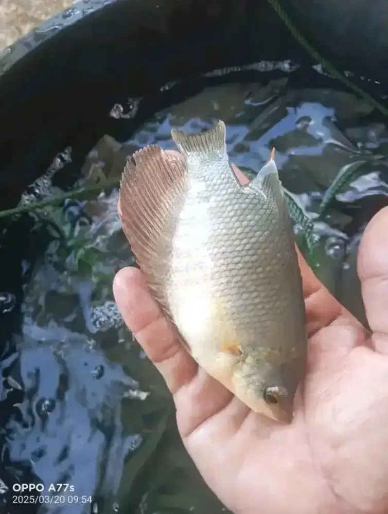 Jual bibit ikan gurame ukuran 3 jarian minat WA ga
