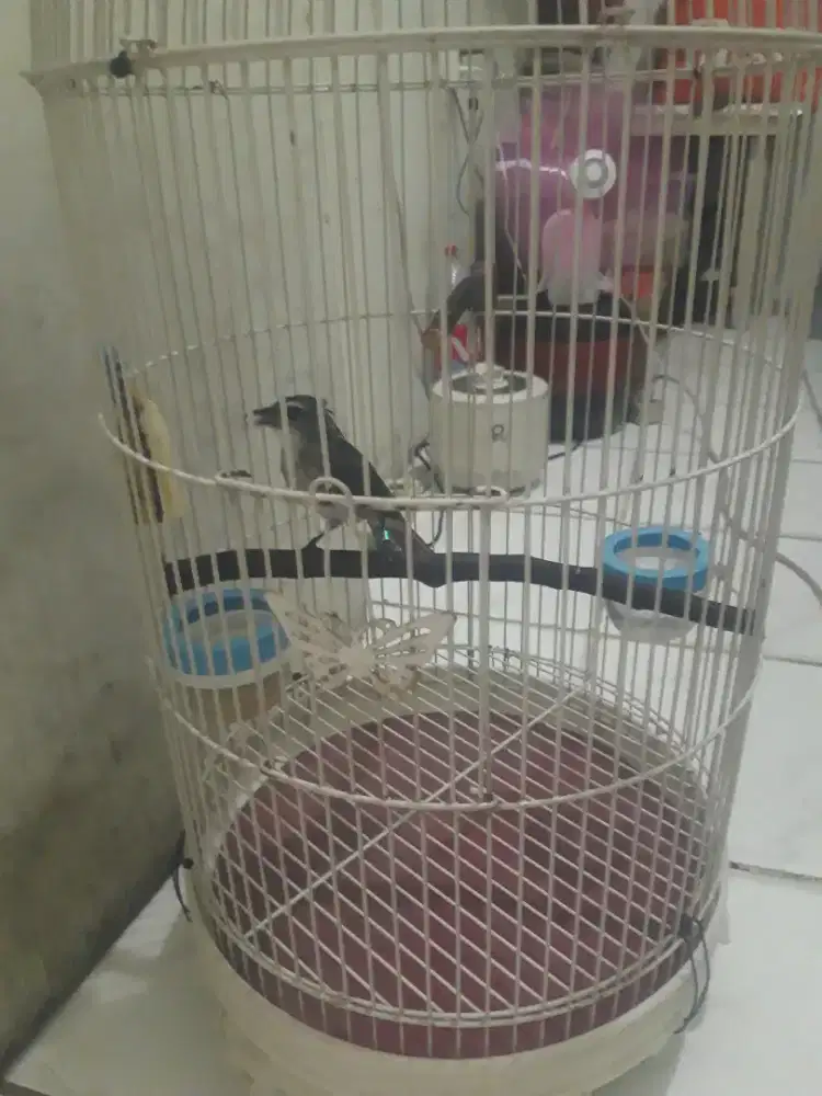 Trucuk dah mapan plus kandang besi merk boom