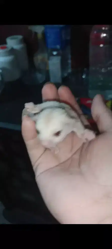 Sugar Glider Creamino