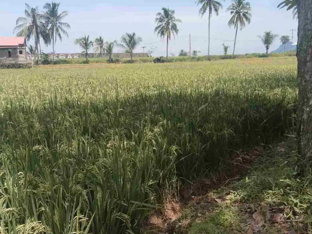 jual tanah sawah produktif sertipikat kt 1 hektar