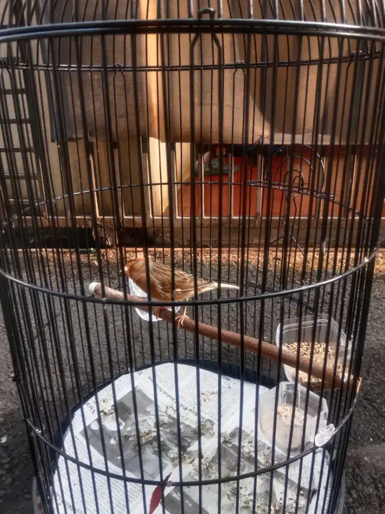 burung kenari gacoran no minus