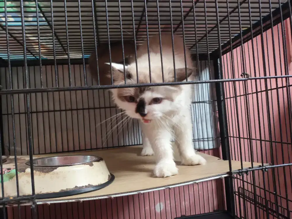 Lepas adop kucing jenis Persia