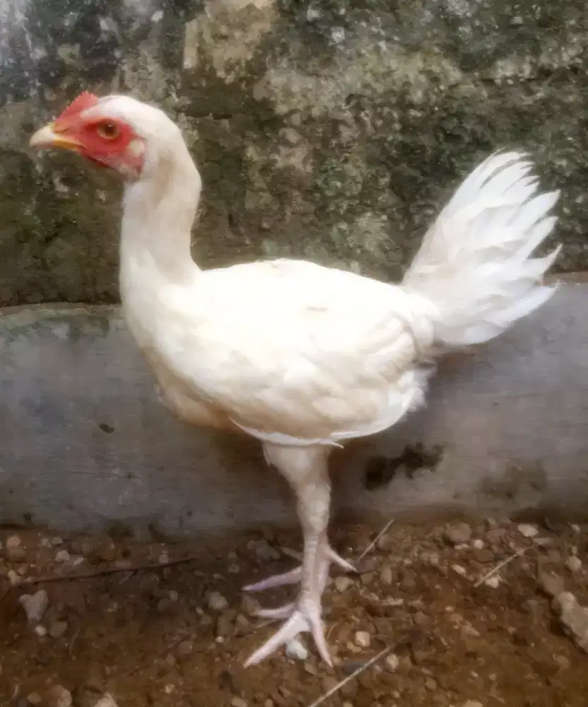 AYAM PELUNG PUTIH BETINA