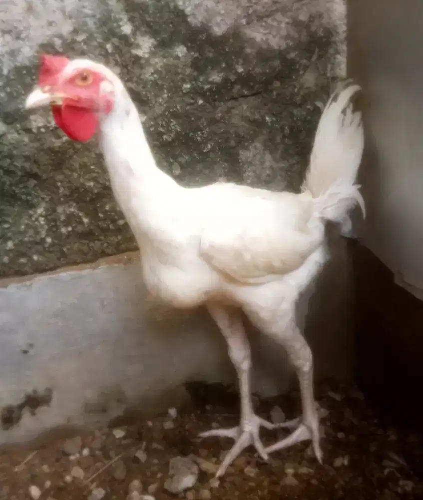 AYAM PELUNG PUTIH