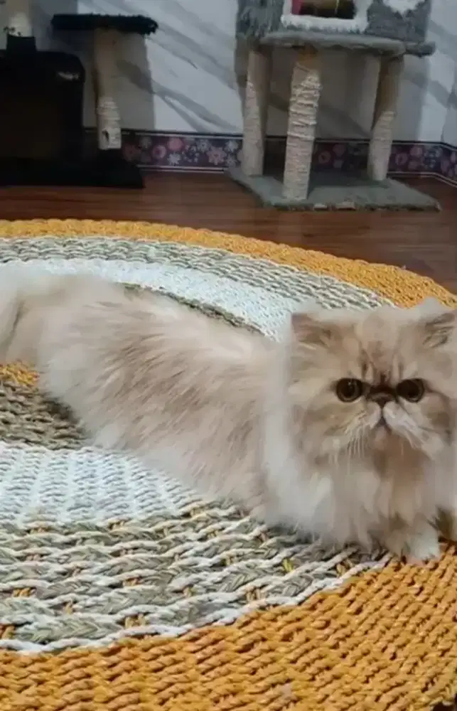 Persia Peaknose Linepad