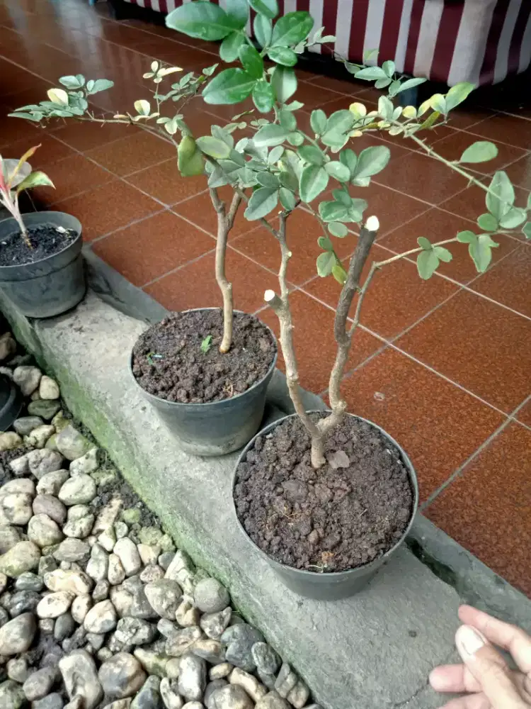 Bahan bonsai jeruk kingkit ok