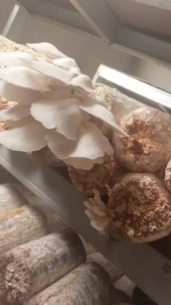 Jamur tiram 35rb 1kg