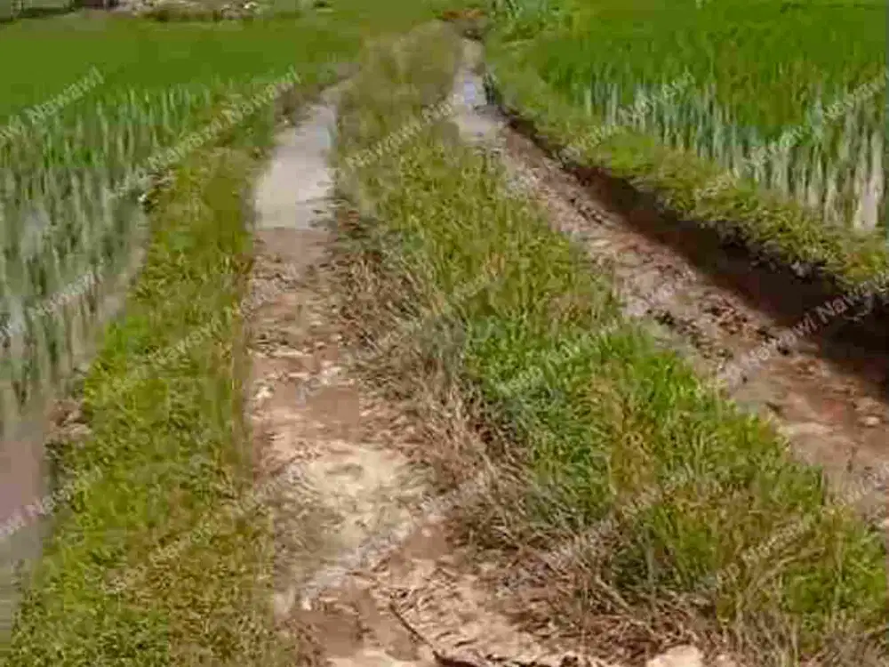 jual tanah murah sawah produktif