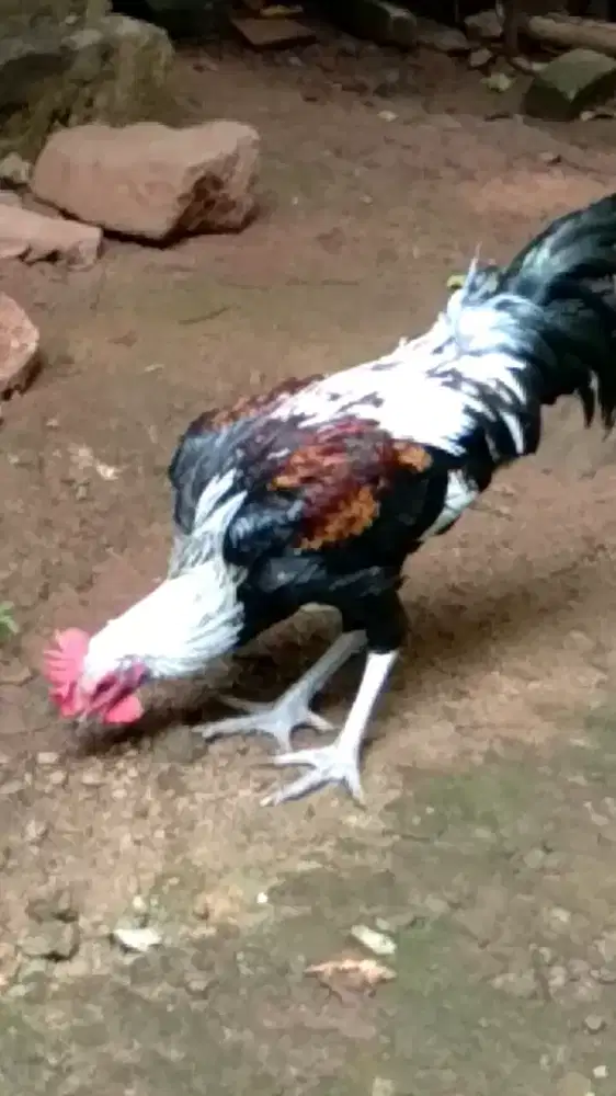ayam pelung jantan remaja