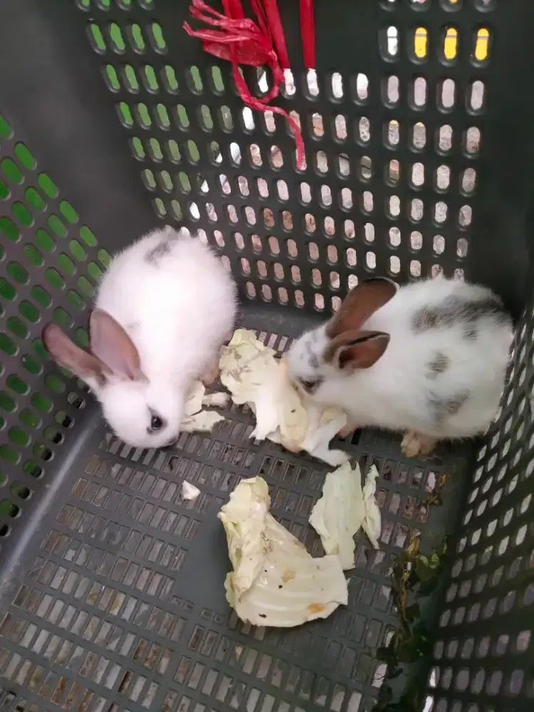 Kelinci hias Rex mix. Harga 2 ekor