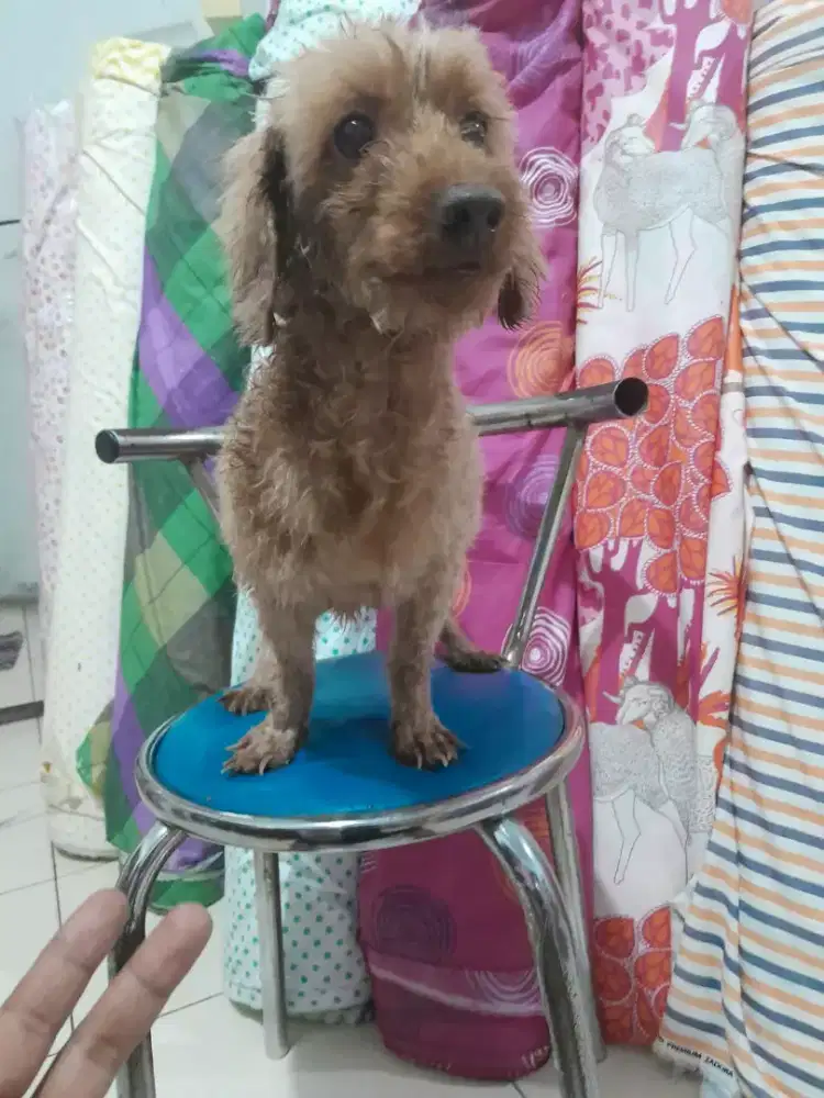 Anjing Poodle 3tahun