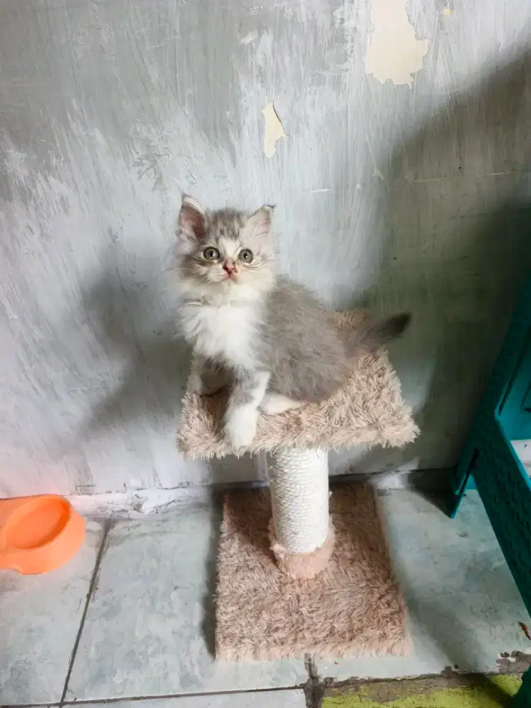 Persia jantan 2,5 bulan