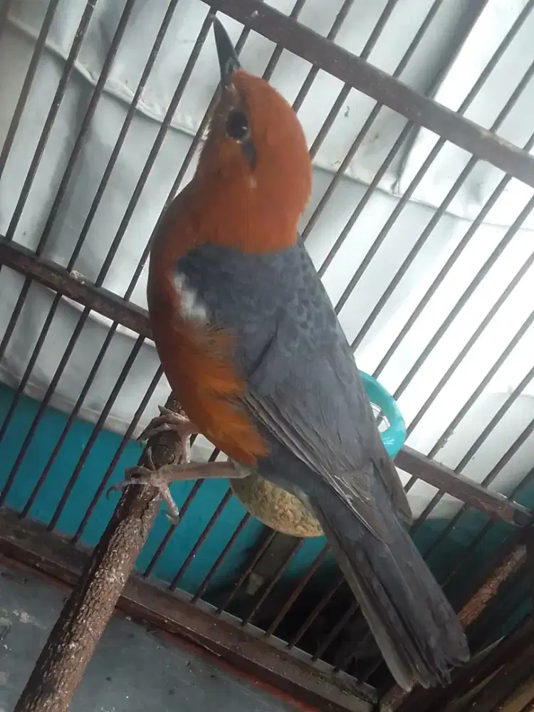 ANIS MERAH/BATA MACETAN KTP JANTAN 900 AJA JUAL CEPAT