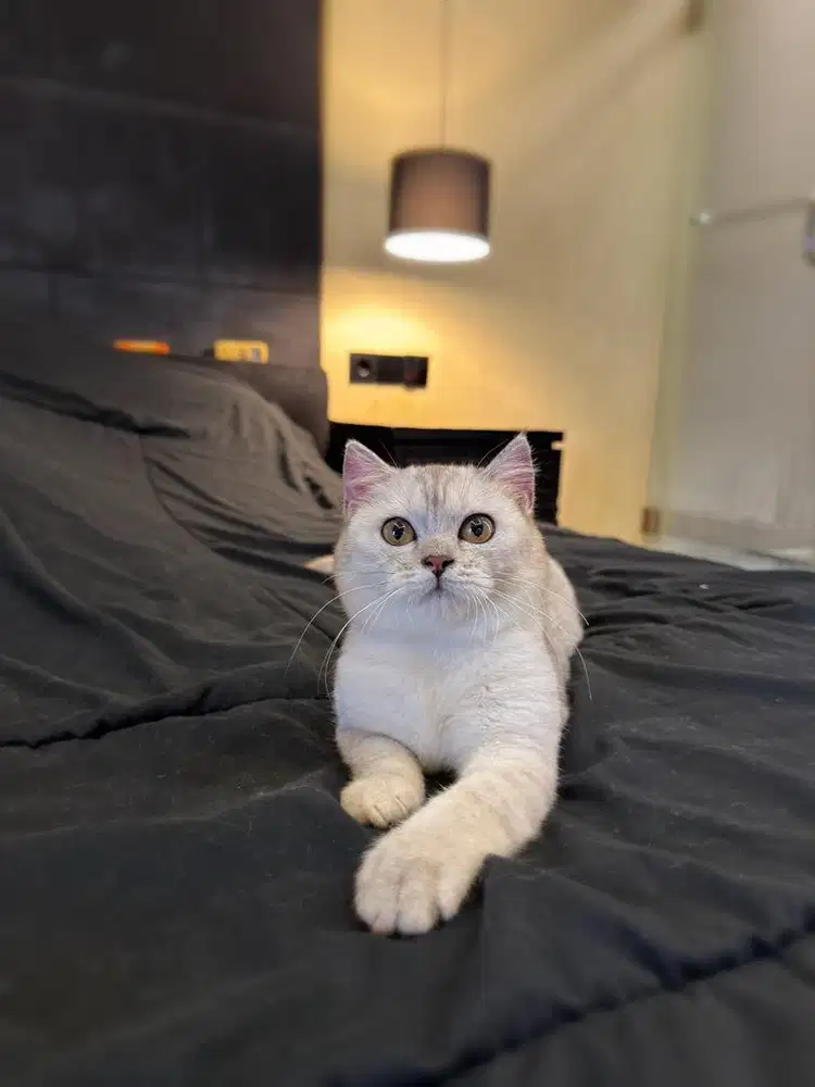 british shorthair bsh betina