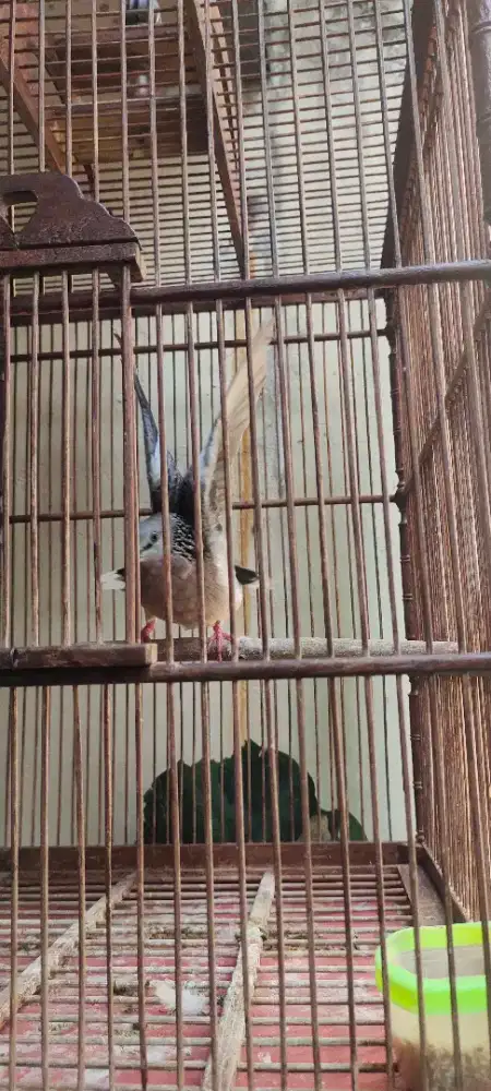 Tekukur Kuk Dua (2) + Kandang Jati Burung