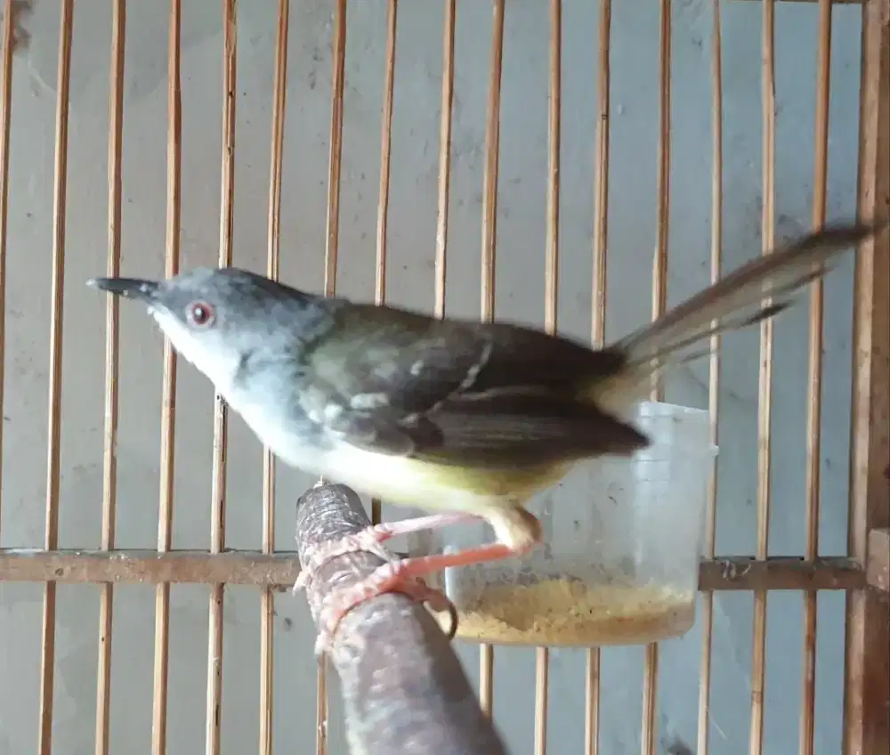 Ciblek semi jantan udah makan pur