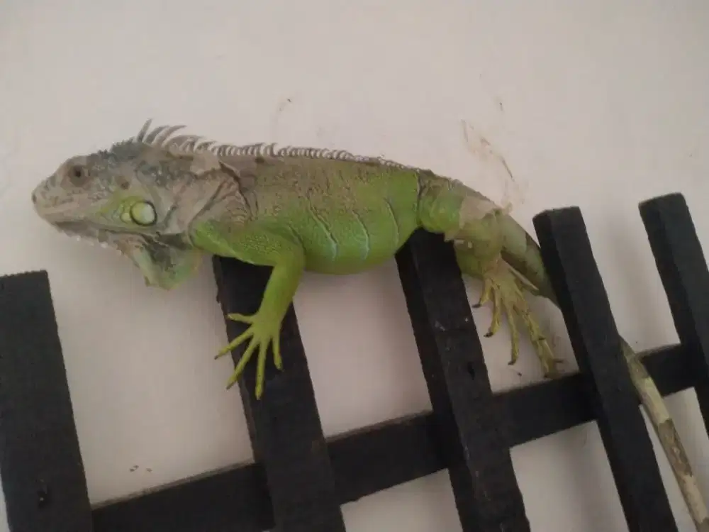 Green iguana sehat