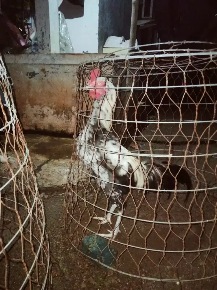 Ayam Bangkok jalak tinggi besar