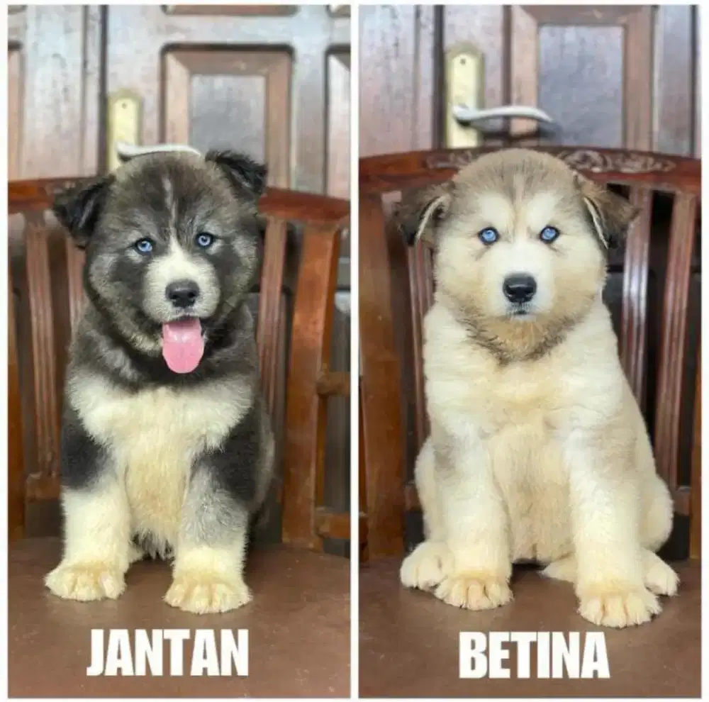 Husky super big bone,Ling hair