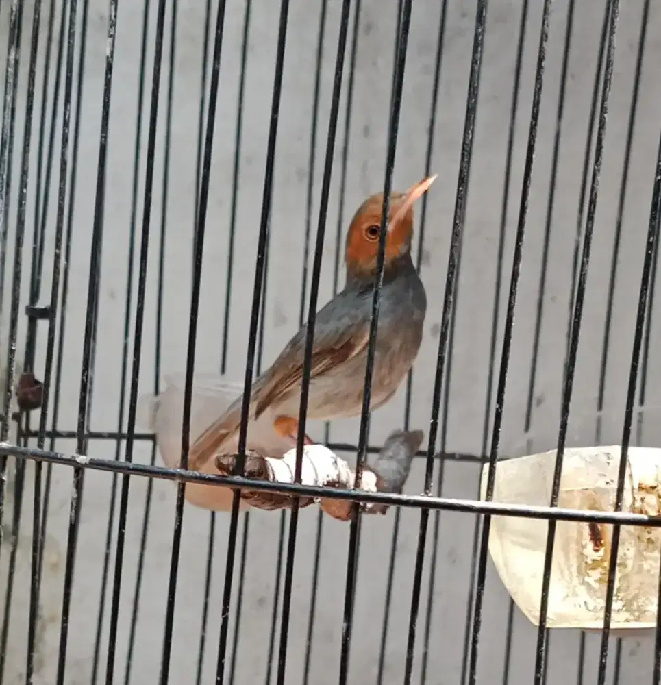 Burung prenjak tamu pilihan banyak