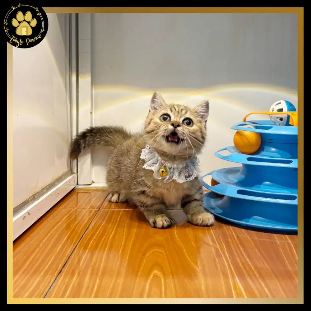 OPEN BOOKING KUCING KITTEN MUNCHKIN BETINA SHORTHAIR GOLDEN TABBY