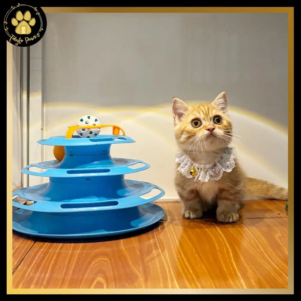 OPEN BOOKING KUCING KITTEN MUNCHKIN CEBOL BETINA SHORTHAIR RED TABBY