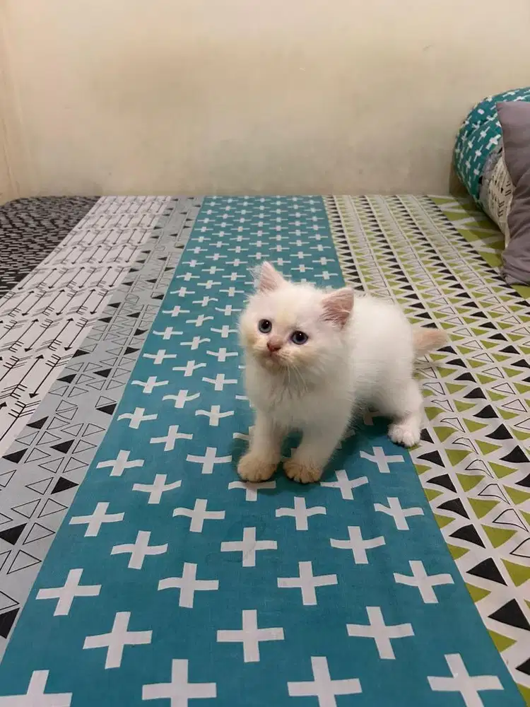 kitten ras jantan putih (himalaya x bsh)