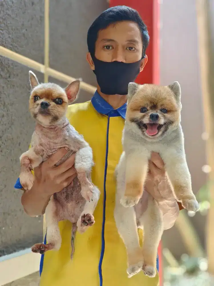 Grooming anjing kucing kelinci bogor