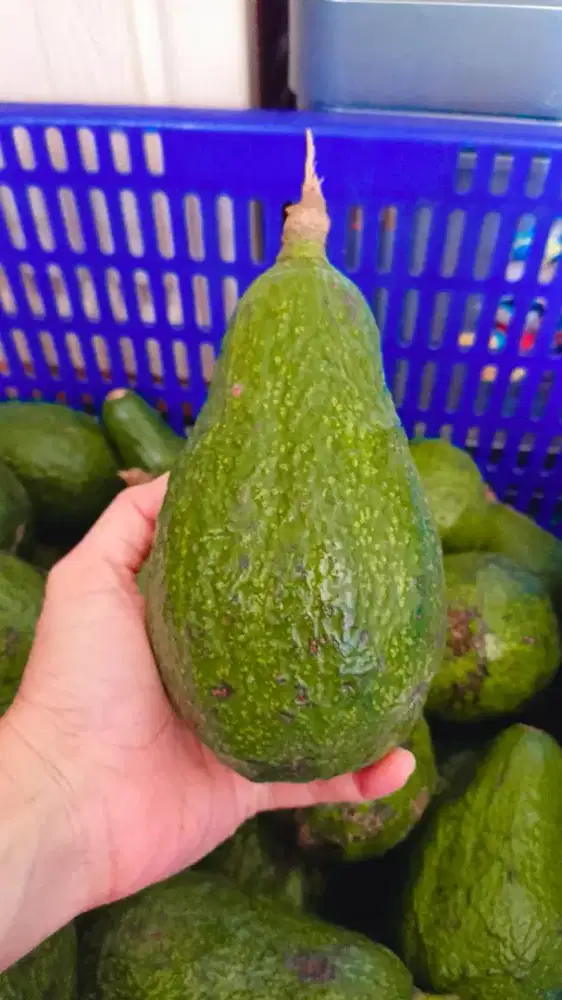 Alpukat super mentega jumbo