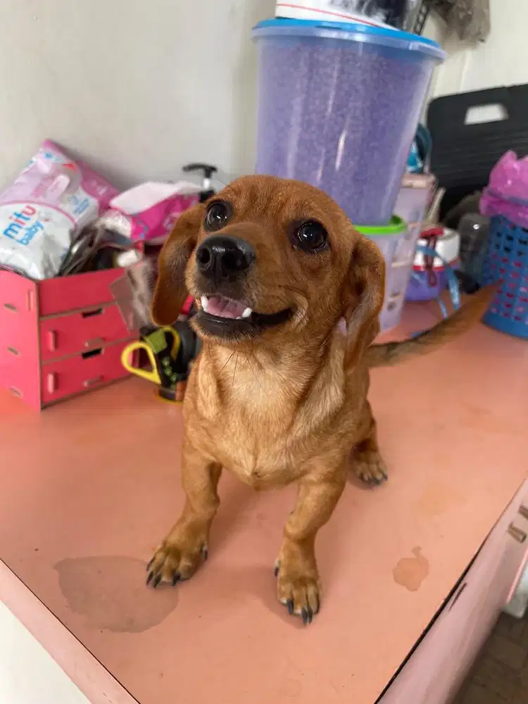 Tekel anakan 5 bulan betina