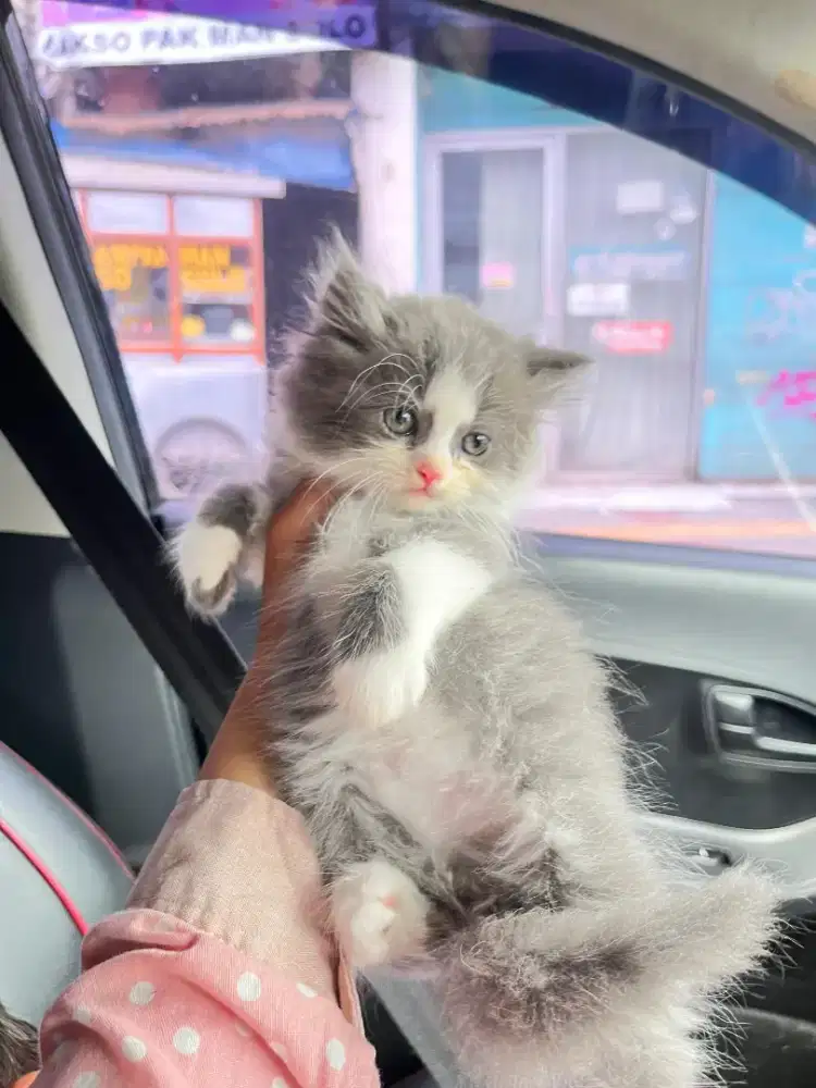 KUCING PERSIA ABU PUTIH LUCU