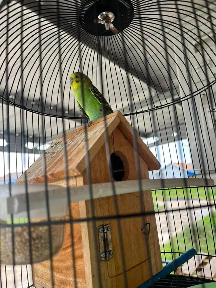 Burung parkit Jantan + sangkar kotak (bukan kapsul)