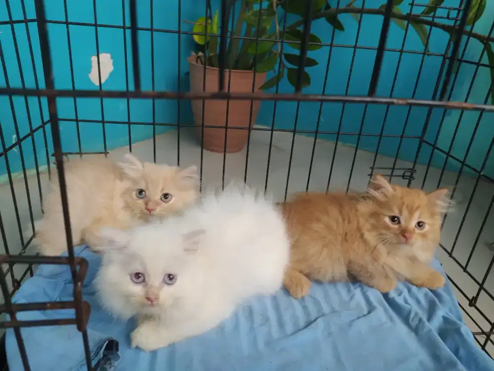 Kucing kitten persia usia 2 bulan