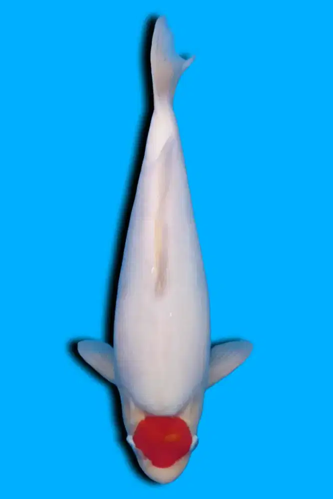 Koi Tancho Kohaku 50cm