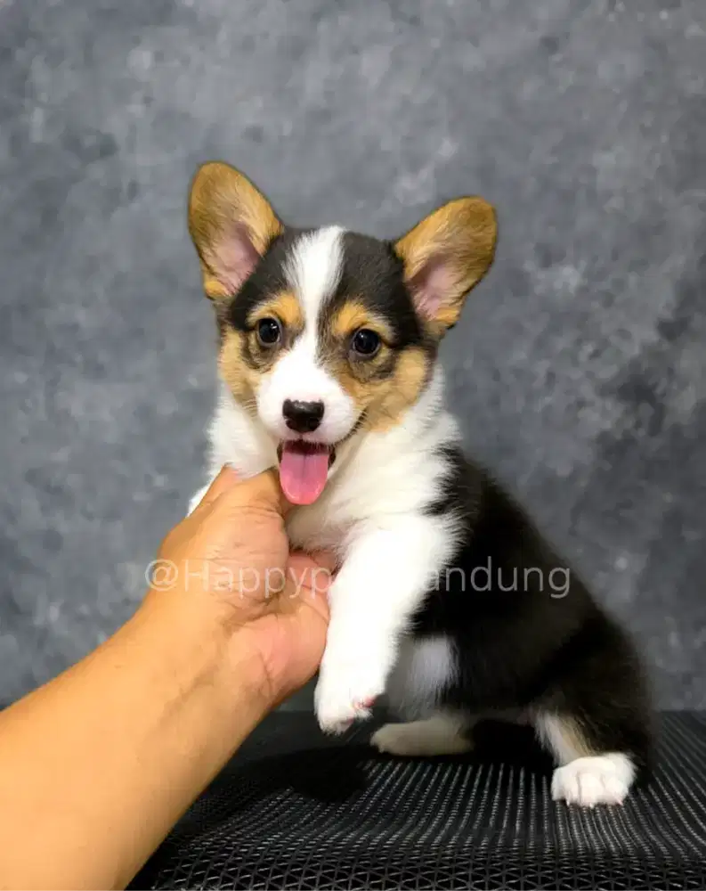 Pembroke Welsh Corgi Betina