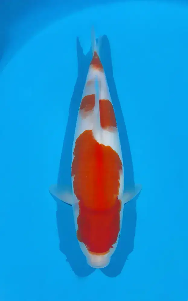 Koi Kohaku Original 32cm
