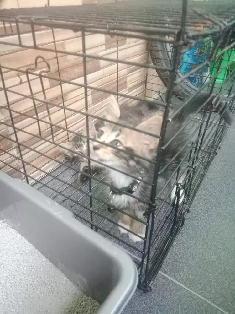 kitten persia 2bulan