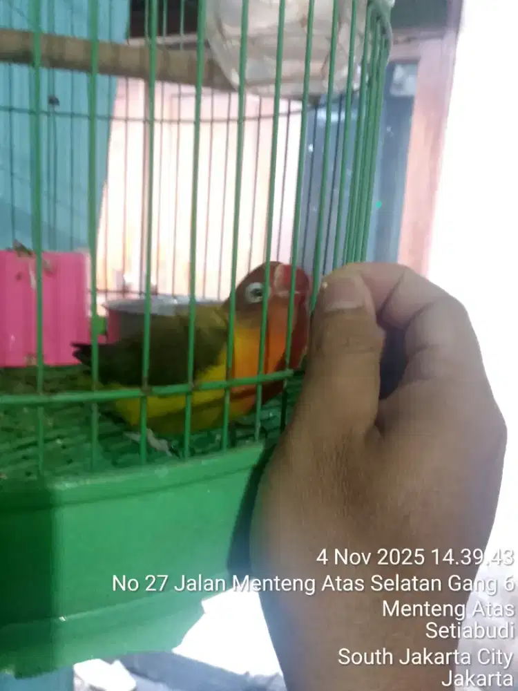 Lovebird sehat dan aktif