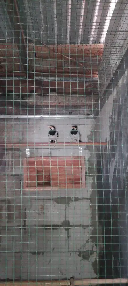 Punya burung jalak suren sepasang dah sejodoh