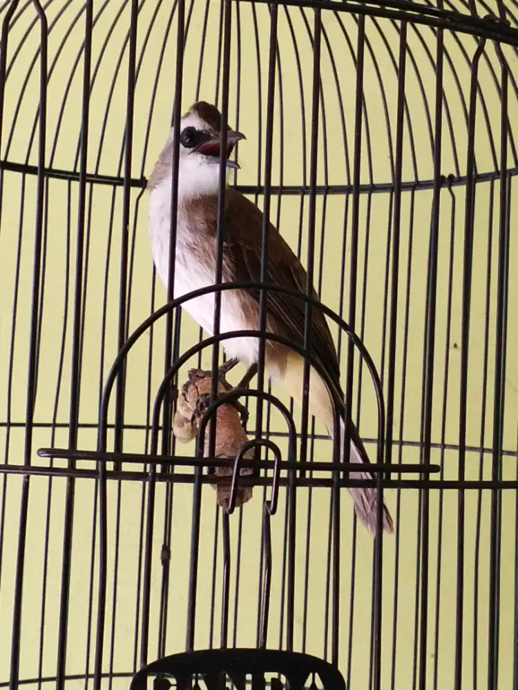 Jatim mulusss jinak banget