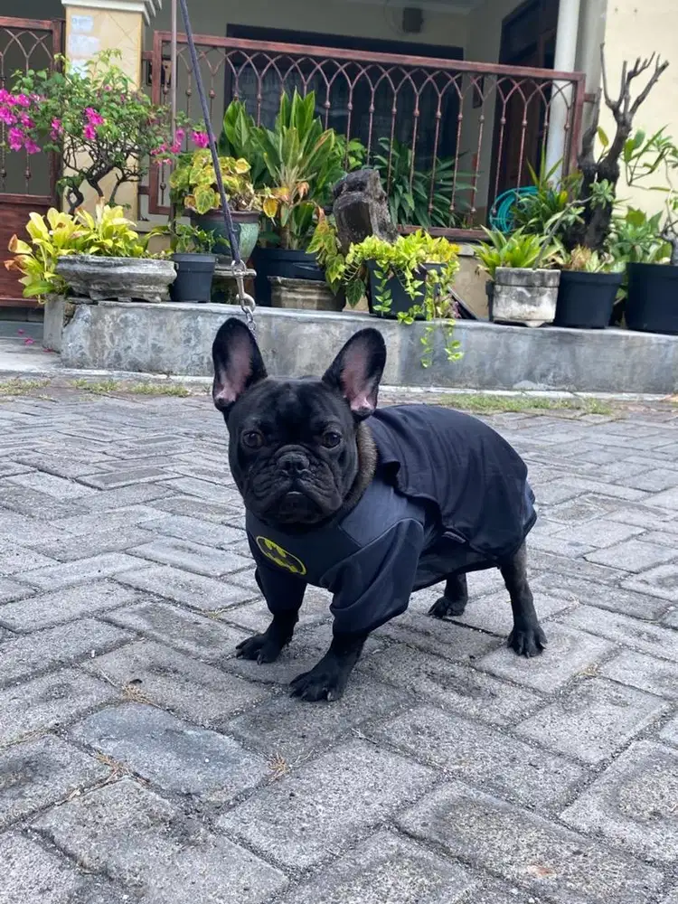 French bulldog jantan istimewa anak champion